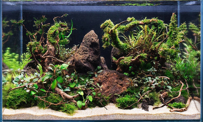 Spiderwood Driftwood - Buce Plant