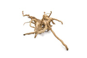 Spiderwood Driftwood - Buce Plant