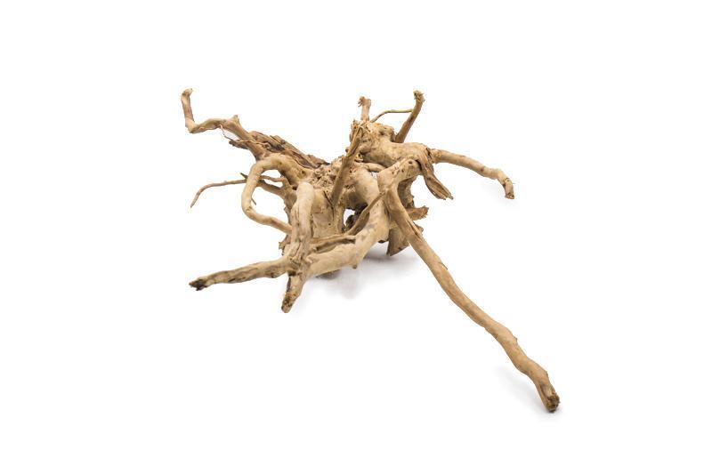Spiderwood Driftwood - Buce Plant