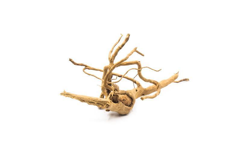 Spiderwood Driftwood - Buce Plant