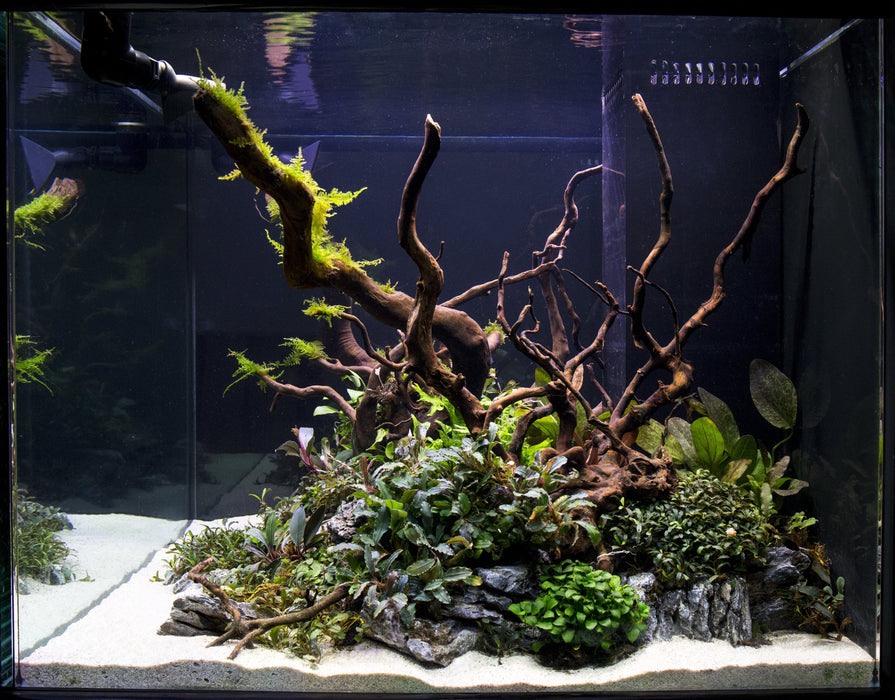 Aquarium Decoration - Spiderwood - Size Medium — greenproplant