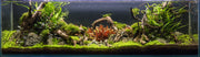 Spiderwood Driftwood - Buce Plant