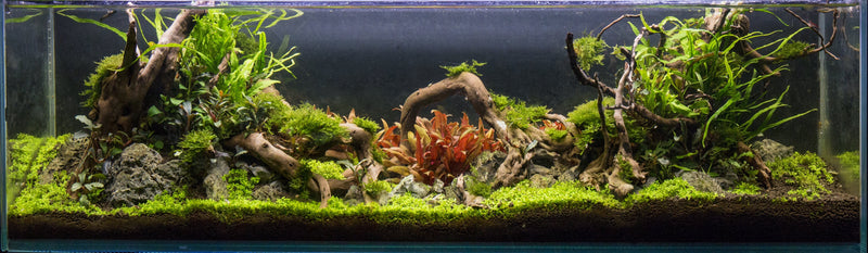 Spiderwood Driftwood - Buce Plant