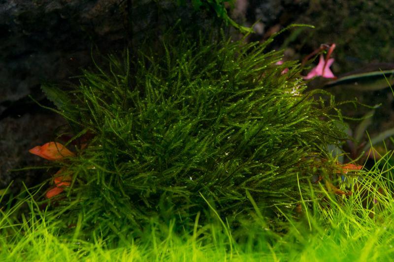 Bright green spiky moss from BUCE displayed on sleek stainless steel surface, showcasing its vibrant texture and natural form.