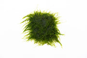 Spiky moss from BUCE displayed on stainless steel, showcasing vibrant green, textured moss with sharp, spiky features.