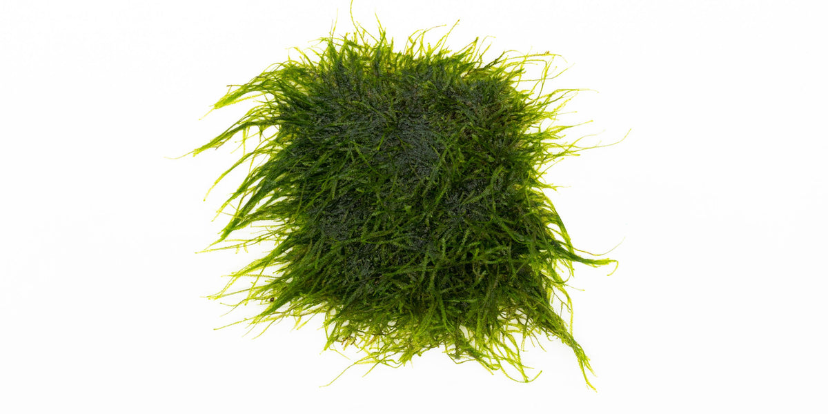 Live Spiky Moss on Stainless Steel - Aquarium Plant — Buce Plant