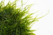 Spiky moss plant on stainless steel surface, showcasing vibrant green moss with spiky texture from BUCE.