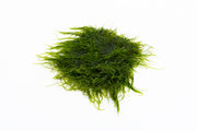 Spiky moss from BUCE displayed on stainless steel surface, showcasing vibrant green, textured moss with pointed spiky growth.