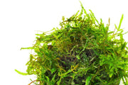 Close-up of BUCE Spiky Moss showing its dense, spiky green moss texture suitable for terrariums and decorative gardens.