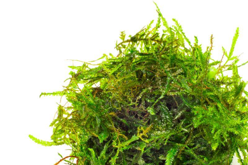 Close-up of BUCE Spiky Moss showing its dense, spiky green moss texture suitable for terrariums and decorative gardens.