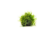 Close-up of BUCE Spiky Moss, a lush green moss with spiky textures, ideal for terrariums and decorative plant arrangements.
