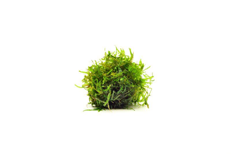 Close-up of BUCE Spiky Moss, a lush green moss with spiky textures, ideal for terrariums and decorative plant arrangements.
