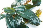 Bucephalandra Starglitz Bucephalandra - Buce Plant