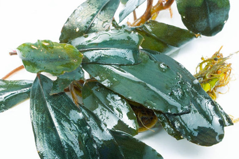 Bucephalandra Starglitz Bucephalandra - Buce Plant