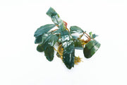 Bucephalandra Starglitz Bucephalandra - Buce Plant