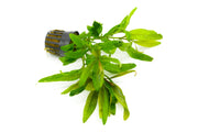 Healthy Staurogyne Bihar aquatic plant from CPA with vibrant green leaves, ideal for freshwater aquariums.