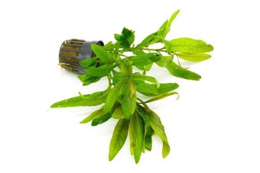 Healthy Staurogyne Bihar aquatic plant from CPA with vibrant green foliage, ideal for freshwater aquariums.