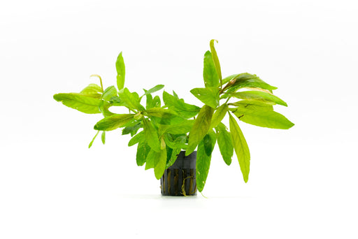 Healthy Staurogyne Bihar aquatic plant from CPA with lush green foliage, suitable for freshwater aquariums.