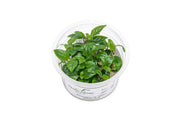 Staurogyne Bihar Aquatic Farmer Tissue Culture Tissue Culture - Buce Plant