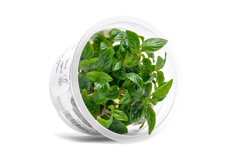 Staurogyne Bihar Aquatic Farmer Tissue Culture Tissue Culture - Buce Plant