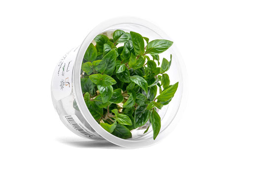 Staurogyne Bihar Aquatic Farmer Tissue Culture