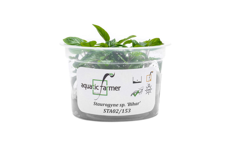 Staurogyne Bihar Aquatic Farmer Tissue Culture Tissue Culture - Buce Plant