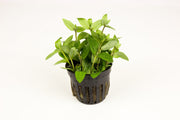 Healthy Staurogyne Repens aquatic plant by IS with vibrant green leaves, ideal for freshwater aquariums.