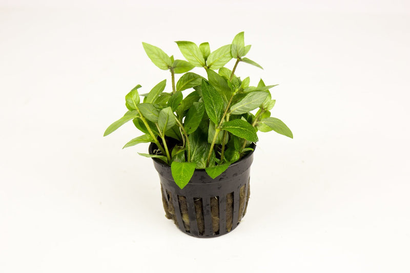 Healthy Staurogyne Repens aquatic plant by IS with vibrant green leaves, ideal for freshwater aquariums.