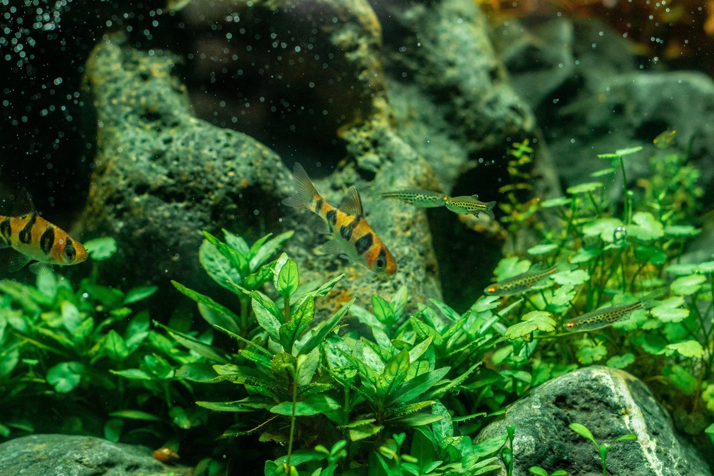 Staurogyne Repens Aquarium Plant - Buce Plant