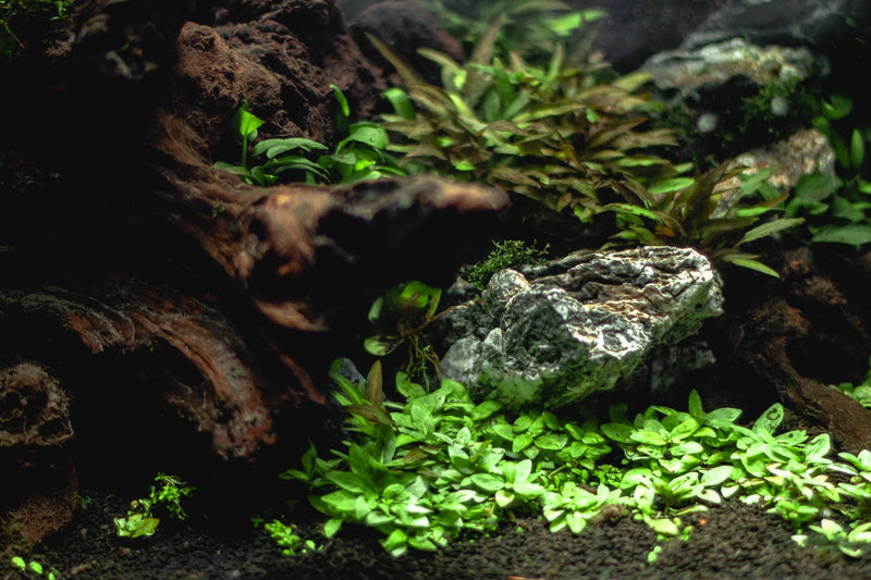 Healthy Staurogyne Repens aquatic plant from IS, showcasing vibrant green leaves ideal for freshwater aquariums.