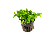 Healthy Staurogyne Repens aquatic plant from IS, showing dense green foliage ideal for freshwater aquariums.