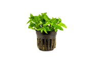 Healthy Staurogyne Repens aquatic plant from IS, featuring vibrant green leaves suitable for freshwater aquariums.