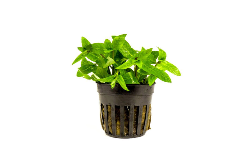 Healthy Staurogyne Repens aquatic plant from IS, featuring vibrant green leaves suitable for freshwater aquariums.