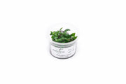 Staurogyne Repens Aquatic Farmer Tissue Culture Aquatic Plant - Buce Plant