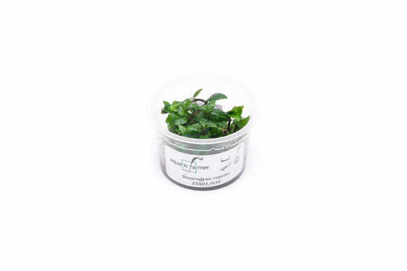 Staurogyne Repens Aquatic Farmer Tissue Culture Aquatic Plant - Buce Plant