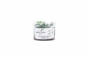 Staurogyne Repens Aquatic Farmer Tissue Culture Aquatic Plant - Buce Plant