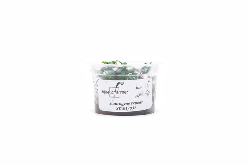 Staurogyne Repens Aquatic Farmer Tissue Culture Aquatic Plant - Buce Plant