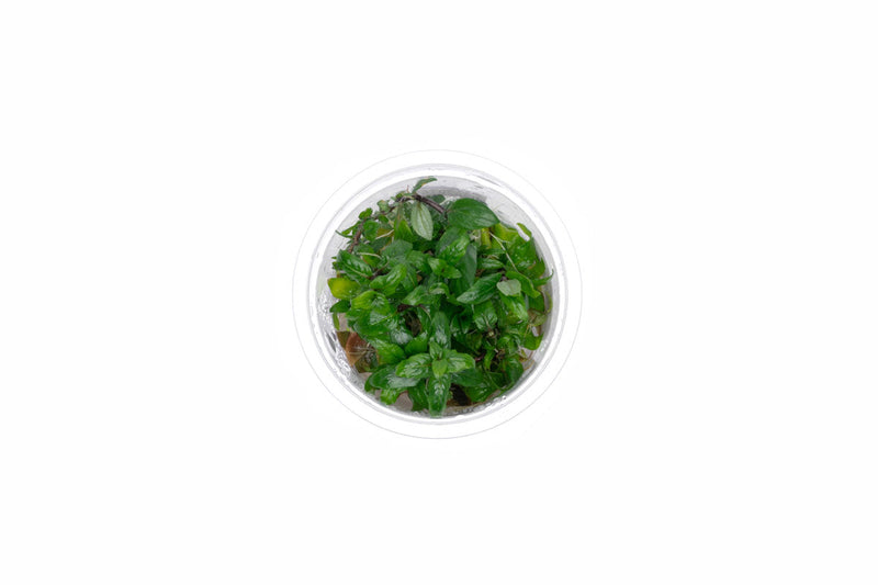Staurogyne Repens Aquatic Farmer Tissue Culture Aquatic Plant - Buce Plant