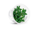 Staurogyne Repens Aquatic Farmer Tissue Culture Aquatic Plant - Buce Plant