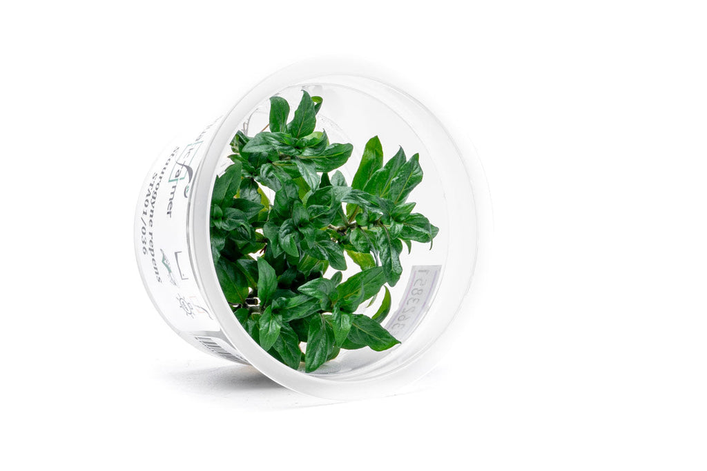 Foreground Aquarium Plants — Buce Plant