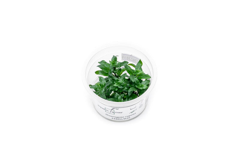 Staurogyne Repens Aquatic Farmer Tissue Culture Aquatic Plant - Buce Plant