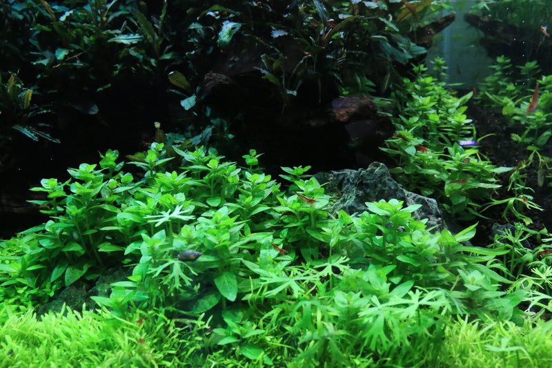 Healthy Staurogyne Repens aquatic plant from UNSTC tissue culture, lush green stems and leaves suited for freshwater aquariums.