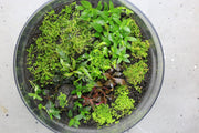 Aquatic Staurogyne Repens plant in tissue culture from UNSTC, showing lush green leaves suitable for freshwater aquariums.