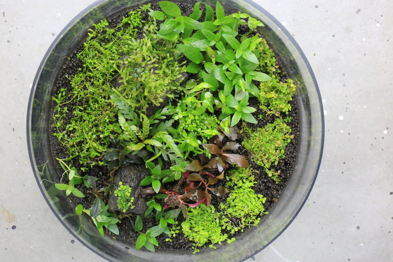 Aquatic Staurogyne Repens plant in tissue culture from UNSTC, showing lush green leaves suitable for freshwater aquariums.