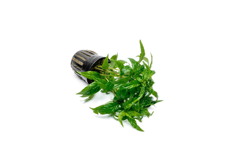 Staurogyne sp Porto Velho Aquatic Plant - Buce Plant