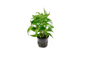 Staurogyne sp Porto Velho Aquatic Plant - Buce Plant