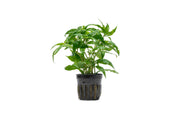 Staurogyne sp Porto Velho Aquatic Plant - Buce Plant