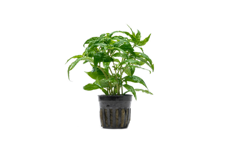 Staurogyne sp Porto Velho Aquatic Plant - Buce Plant