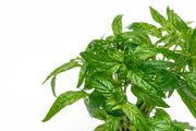 Staurogyne sp Porto Velho Aquatic Plant - Buce Plant