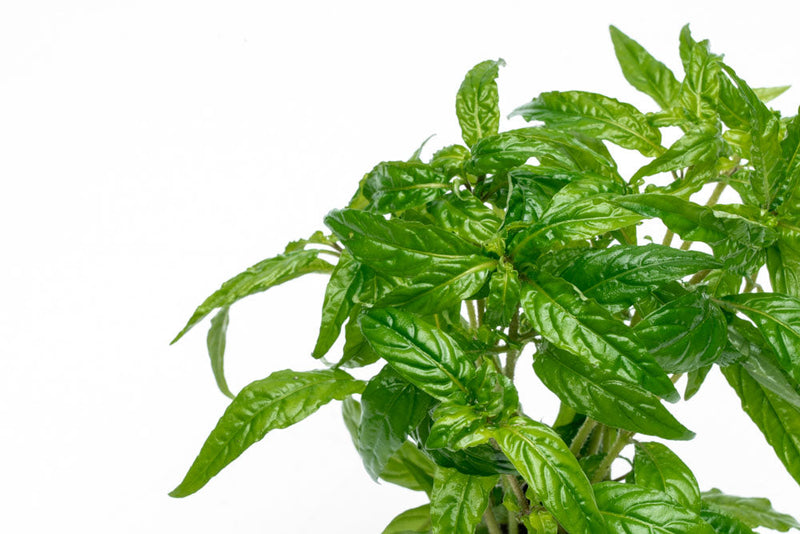 Staurogyne sp Porto Velho Aquatic Plant - Buce Plant